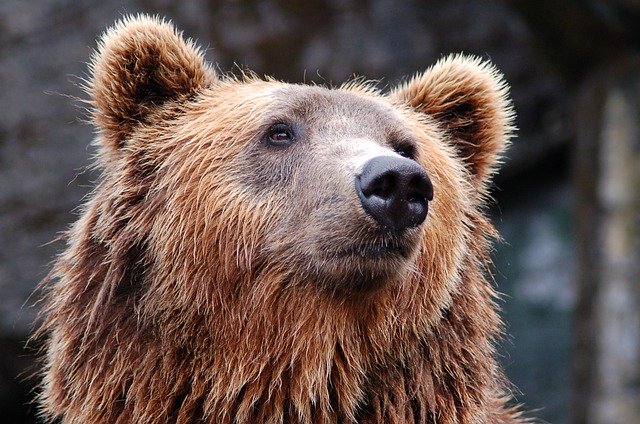 Miskolci Állatkert és Kultúrpark